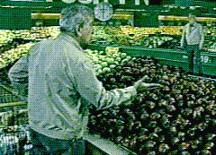 Grocery Store Scene