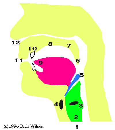 Diagram: The Organs of Speech